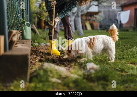 Eine Frau trägt gelbe Gummistiefel und Handschuhe, die Erde mit einem Holzstock anbaut, während ein süßer, flauschiger Hund aktiv am Boden neben ihr schnüffelt, enj Stockfoto