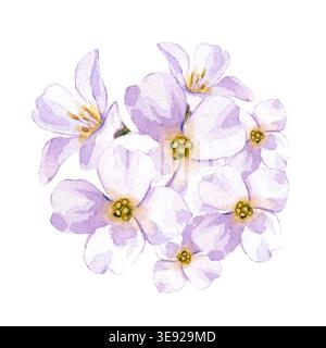 Botanische Illustration eines frischen Frühlingsstraußes aus weißen Blüten. Isoliert auf weißem Hintergrund. Es ist ideal für die Dekoration von Hochzeiten Stockfoto