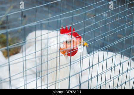 Nahaufnahme eines weißen Hühnchens mit einem hellroten Kamm und Flegel, gelbem Schnabel und schwarzem Auge, das hinter einem blauen Drahtzaun auf einer Farm mit verschwommenem Ba steht Stockfoto