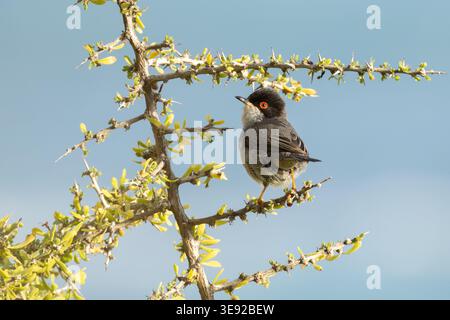 Sardinischer Warbler (Curruca melanocephala) auf einem Dornzweig, Episkopi Cliffs, Zypern. Stockfoto