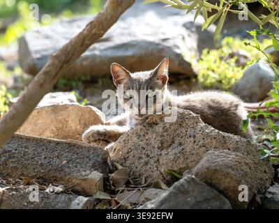 Grau-beige Straßenkatze mit grünen Augen, die im Sonnenlicht auf Gran Canaria zwischen Felsen ruht. Stockfoto