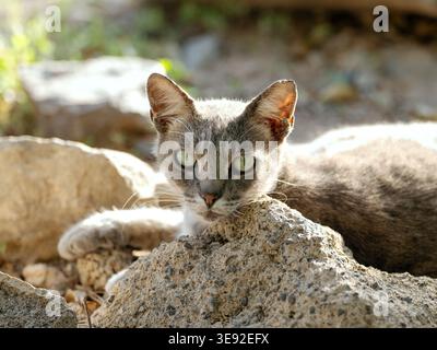 Eine Nahaufnahme einer graubeigen Straßenkatze mit grünen Augen, die im Sonnenlicht auf Gran Canaria zwischen Felsen ruht. Stockfoto