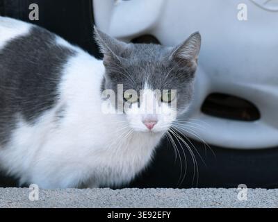 Graue und weiße Straßenkatze mit grünen Augen, die vor einem geparkten Auto auf Gran Canaria steht und feine Pelzdetails und einen ruhigen, aufmerksamen Ausdruck zeigt. Stockfoto