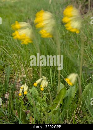 Cowslips (Primula veris) sind im Wind geweht Stockfoto