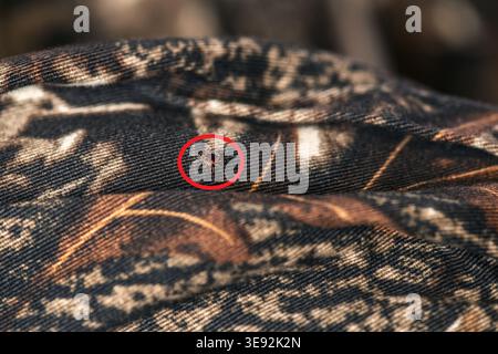 Eine erwachsene männliche Einzelsternzecke (Amblyomma americanum) krabbelt auf Tarnkleidung, 2023. Bild mit freundlicher Genehmigung von CDC. Stockfoto