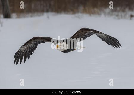 Ein majestätischer adulter Weißkopfseeadler (Haliaeetus leucocephalus) zeigt seine beeindruckende Flügelspanne, während er tief über eine unberührte Winterlandschaft in Ontario fliegt Stockfoto