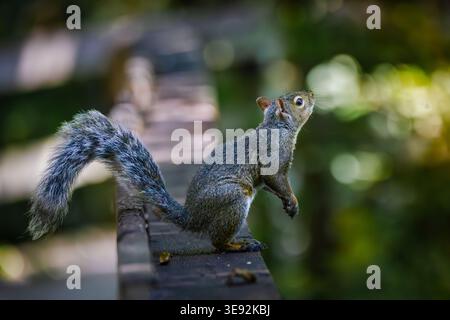 Ein kurioses Grauhörnchen (Sciurus carolinensis), das auf seinen Hinterbeinen auf einem hölzernen Geländer auf einem Naturlehrpfad im LaSalle Park steht. Stockfoto