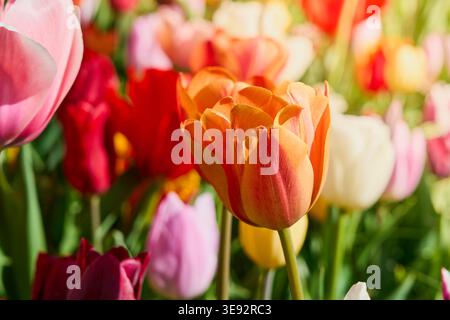 Orangefarbene Tulpe aus nächster Nähe gegen bunte Tulpen. Stockfoto