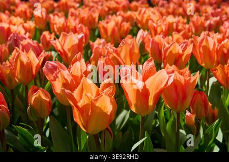 Orangen-Tulpen in den Sonnenstrahlen als Hintergrund. Stockfoto