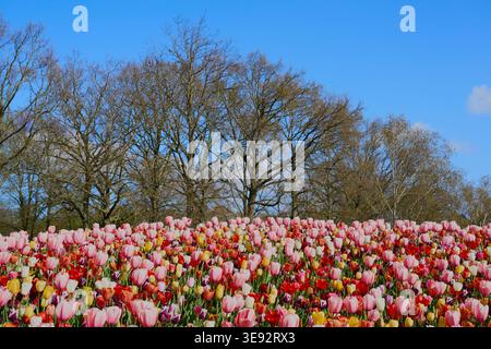 Bunte Tulpen in der Sonne vor dem Hintergrund von Bäumen. Stockfoto