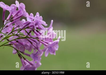 Flieder (Syringa sp) in Blüte mit violetten Blüten auf dem Zweig, Nahaufnahme mit weichem grünem, verschwommenem Hintergrund, natürliche florale Szene im Frühling. Stockfoto