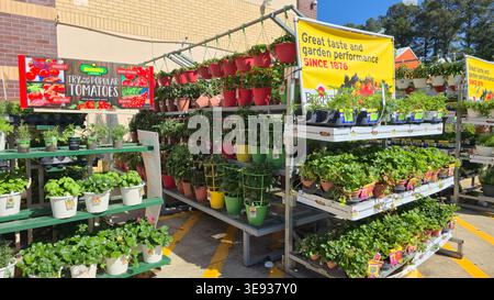 Gemüsepflanzen und Kräuter zum Verkauf im Gartencenter vor dem Home Depot Store, Tomaten und Setzlinge im Topf, USA Stockfoto