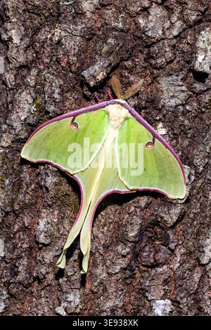 Nahaufnahme der männlichen Luna Moth (Actias luna) - Brevard, North Carolina, USA Stockfoto