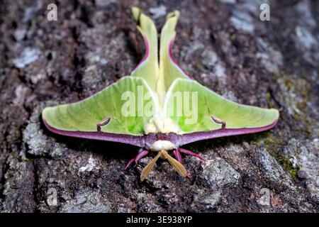Nahaufnahme der männlichen Luna Moth (Actias luna) - Brevard, North Carolina, USA Stockfoto