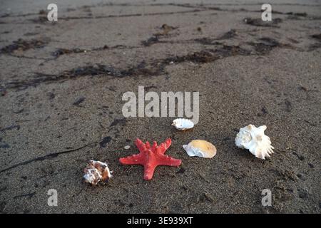 Bunte Meeresbewohner und Muscheln am Sandstrand Stockfoto