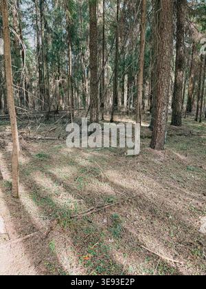 Friedlicher Kiefernwald mit hohen Stämmen und sonnendurchflutetem Waldboden, der mit Nadeln und Grün bedeckt ist. Natürliche Waldlandschaft, ideal für die Umwelt Stockfoto