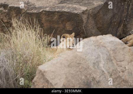 Junger afrikanischer Löwe (Panthera leo), der zwischen Felsen in der Savanne, dem Ökosystem der Serengeti, Tansania, Ostafrika ruht Stockfoto