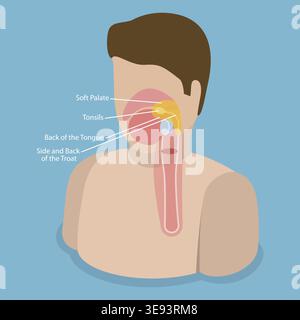 3D Isometrischer flacher Vektor konzeptuelle Illustration des Oropharynx, Bildungsschema Stockfoto