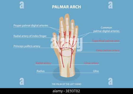 3D Isometrischer flacher Vektor konzeptuelle Illustration des PALMARBOGENS, Health Care beschriftet Guide Stockfoto