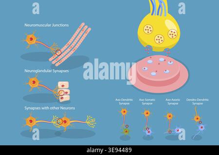 3D-Isometrischer Flachvektor konzeptuelle Darstellung von Synapse, neuromuskulärer Kreuzung Stockfoto