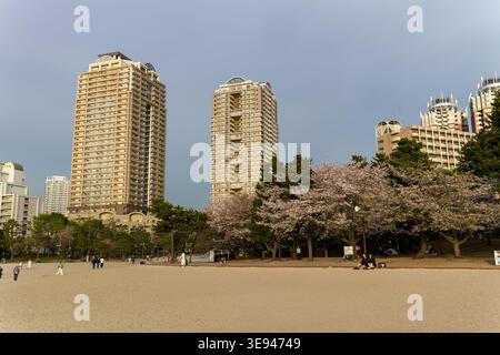 Urbane Parkszene mit Sakura-Bäumen, die bei Sonnenuntergang am Sandstrand blühen Stockfoto