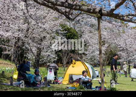 Familien entspannen sich auf dem Gras mit Zelten und Kinderwagen unter blühenden Sakura-Bäumen Stockfoto