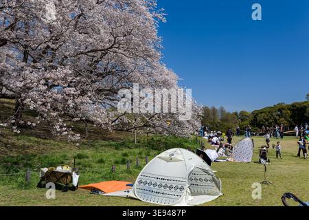 Familien entspannen sich in einem Park mit Zelten und Decken unter blühenden Sakura-Bäumen Stockfoto