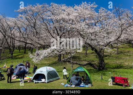 Familien genießen ein Hanami-Picknick unter blühenden Kirschbäumen im Negishi Forest Park Stockfoto
