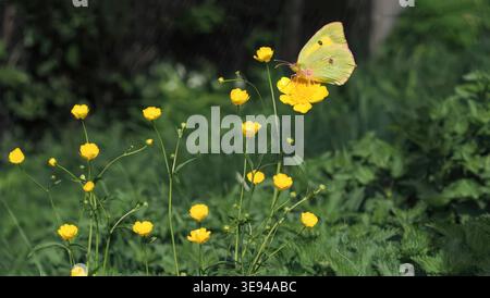 Gelber Schwefel-Schmetterling auf leuchtend gelber Buttercup-Blume Stockfoto
