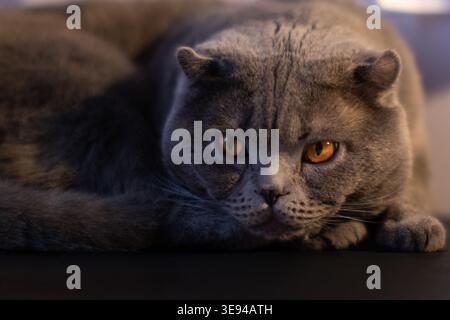 Nahporträt einer grauen britischen Kurzhaarkatze Stockfoto