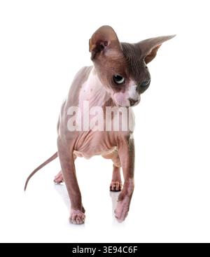 Sphynx Katze vor weißem Hintergrund Stockfoto