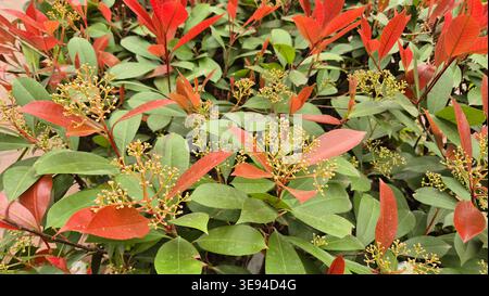 Leuchtend rotes neues Wachstum und Blütenknospen von rotem robin Photinia immer grünem Sträucher Stockfoto