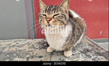 Eine streunende Katze, die auf einer Bank sitzt Stockfoto