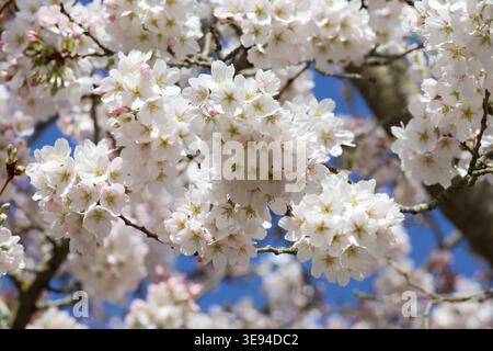 Prunus x yedoensis. Nahaufnahme von üppigen rosafarbenen, weißen Yoshino-Kirschblüten vor blauem Himmel. Stockfoto