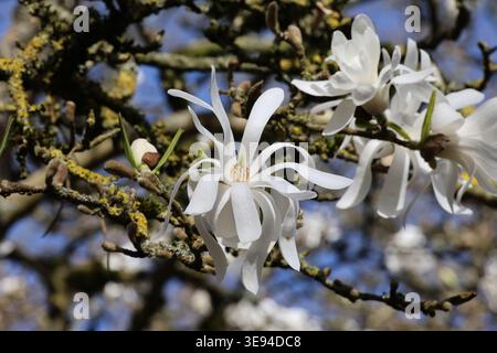 Magnolia stellata „Royal Star“, Nahaufnahme einer weißen Magnolienblume mit blauem Himmel und Zweigen im Hintergrund. Stockfoto