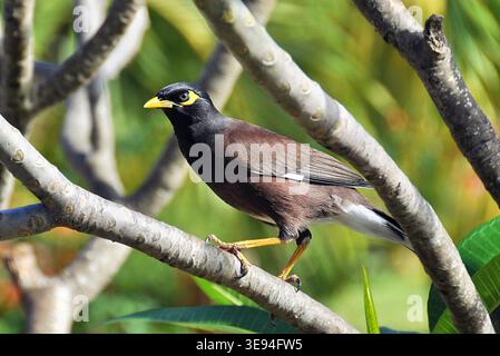 Gemeine Myna (Acridotheres tristis), die auf Baumzweig thront Stockfoto