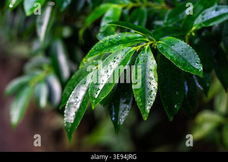 Nahaufnahme von glänzend grünen Blättern, die nach Regen mit Wassertropfen bedeckt sind. Feuchtigkeits- und Frischbelaub subtropischer Pflanzen. Tropische Pflanzenbedingungen. Stockfoto