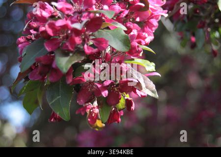 Gruppe von hellrosa Krabben Apfelblüten und grünen Blättern, weiche Fokus Bokeh verschwommener Hintergrund, Frühlingsgarten Nahaufnahme. Aufgenommen im Ruskin Park, Lambet Stockfoto