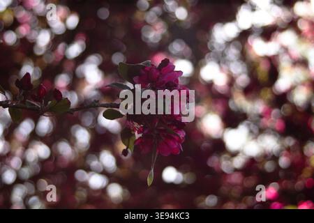 Nahaufnahme von tiefrosa Krabbenapfelblüten auf einem Zweig mit weichen Bokeh-Blasen im Hintergrund, stimmungsvolle und traumhafte Blumenszene. Aufgenommen im Ruskin Park Stockfoto