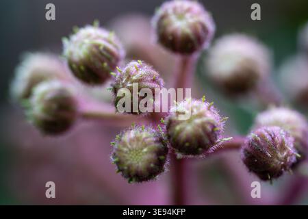 Makroaufnahme von rosafarbenen Blütenknospen, die mit winzigen Haaren und grünen Spitzen bedeckt sind. Detaillierte Makroaufnahme einer kleinen ungeöffneten Blume. Flora-Entwicklung, Sprin Stockfoto