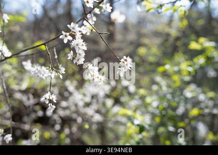 Schöne weiße Blüten eines wilden Pflaumenbaums, der im Frühjahr auf dünnen Zweigen blüht. Das Sonnenlicht erzeugt eine helle, luftige Atmosphäre, die das Licht hervorhebt Stockfoto