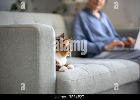 Neugierig interessierte Katze ruht auf dem Sofa und sieht den Besitzer, der zu Hause am Laptop arbeitet. Bindung zwischen Mensch und flauschigem Tier. Emotionale Verbindung der Katze Stockfoto