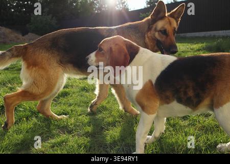 Hundekampf. Aggressives Hundespielen. Lustige Hunde spielen aggressiv im Garten. Aggressiver Hundeangriff Stockfoto
