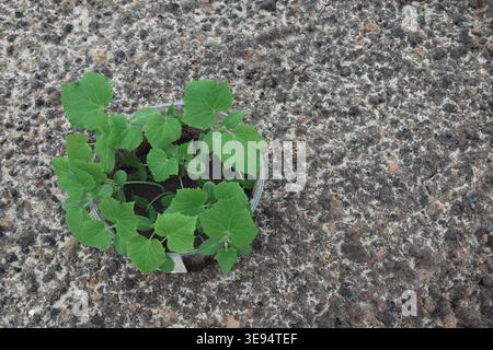 Gurkensämlinge. Cucumis sativus. Junge Gurkensämlinge im Topf. Gartenbau und Landwirtschaft. Gurken grüne Pflanzen. Gurken wachsen. Stockfoto
