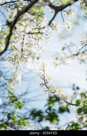 Frühlingsblüten auf Baumzweigen vor blauem Himmel Stockfoto