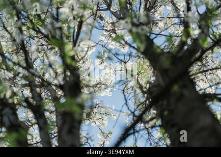 Durch die Frühlingsblüte Baumkronen mit blauem Himmel Stockfoto