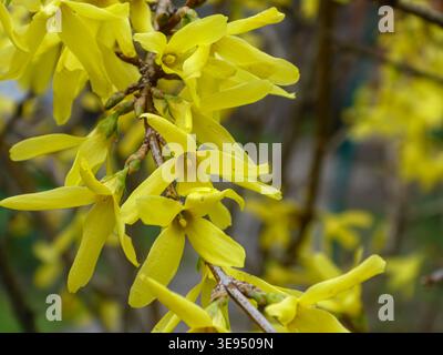 Hellgelbe Forsythienblüten blühen im Frühjahr auf Zweigen Stockfoto