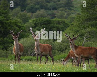 Eine Gruppe wilder Rothirsche (Cervus elaphus) mit Samtgeweih auf einer Wiese auf der Isle of Jura, Innere Hebriden, Schottland. Stockfoto