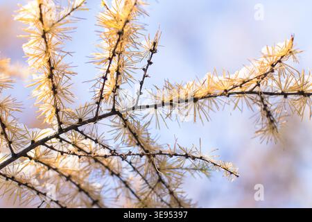 Herbstgelbe Lärchennadeln bedeckt ersten Schnee, Ansicht von unten, selektiver Weichfokus. Nadelbaum mit hellgelben Nadeln. Lärchenzweig im ersten Winterschnee am sonnigen Tag. Winterzeit im Wald Stockfoto
