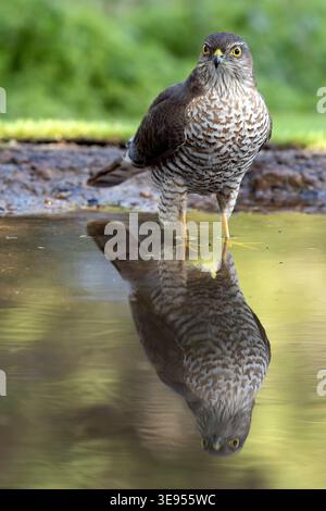 Junger männlicher eurasischer sparrowhawk an einem Bewässerungspunkt in einem Kiefern- und Eichenwald im frühen Licht eines Herbsttages Stockfoto